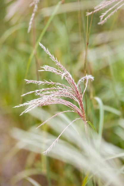 Hierba de la pampa en el diseño del paisaje Declaración de tendencia natural que hace que las flores crezcan