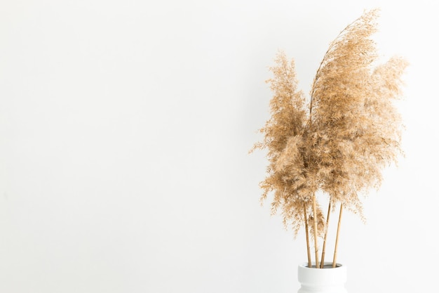 Hierba de pampa en un florero cerca de la pared blanca