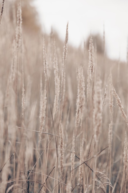 Foto hierba de la pampa en otoño fondo natural caña beige seca colores neutros pastel y tonos tierra banner enfoque selectivo