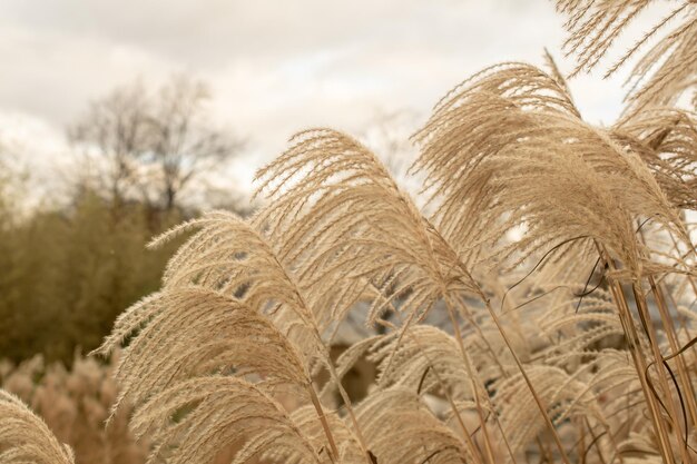 Hierba de la pampa Reed Fondo natural abstracto