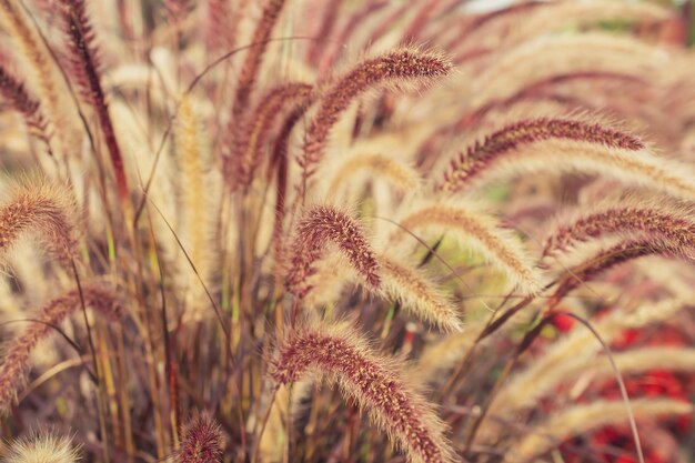 Hierba de la pampa Reed Fondo natural abstracto