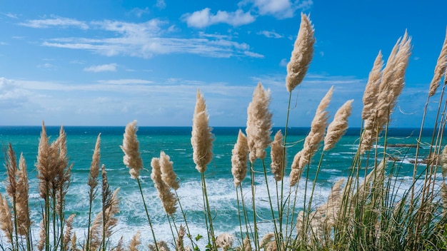 La hierba de las pampas en la playa contra el cielo
