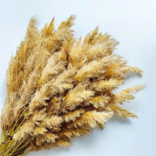 hierba de pampas racimo de orejas secas amarillas poaceae aisladas en fondo blanco