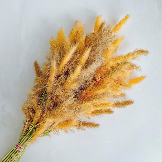 hierba de pampas racimo de orejas secas amarillas poaceae aisladas en fondo blanco