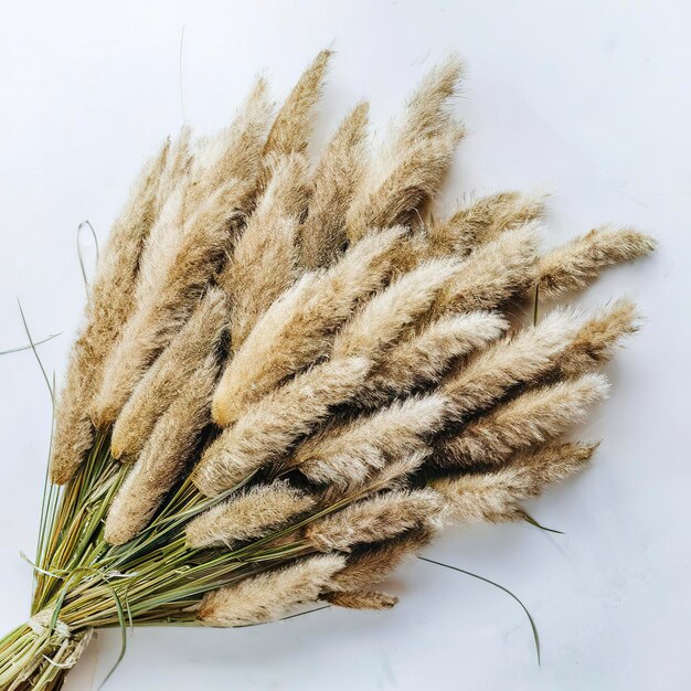 Foto hierba de pampas racimo de orejas secas amarillas poaceae aisladas en fondo blanco