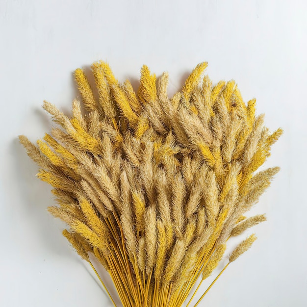 Foto hierba de pampas racimo de orejas secas amarillas poaceae aisladas en fondo blanco