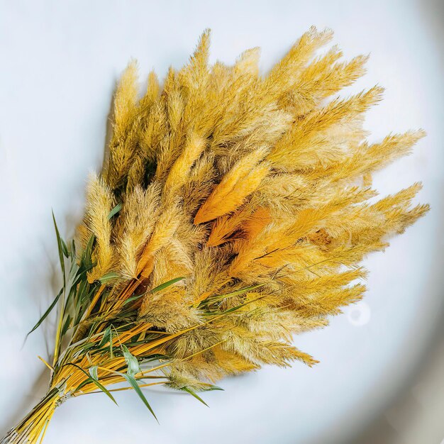 Foto hierba de pampas racimo de orejas secas amarillas poaceae aisladas en fondo blanco