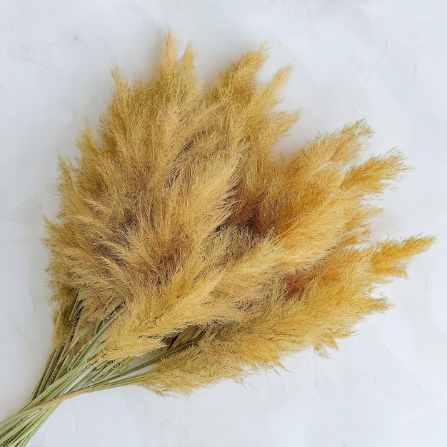 Foto hierba de pampas racimo de orejas secas amarillas poaceae aisladas en fondo blanco