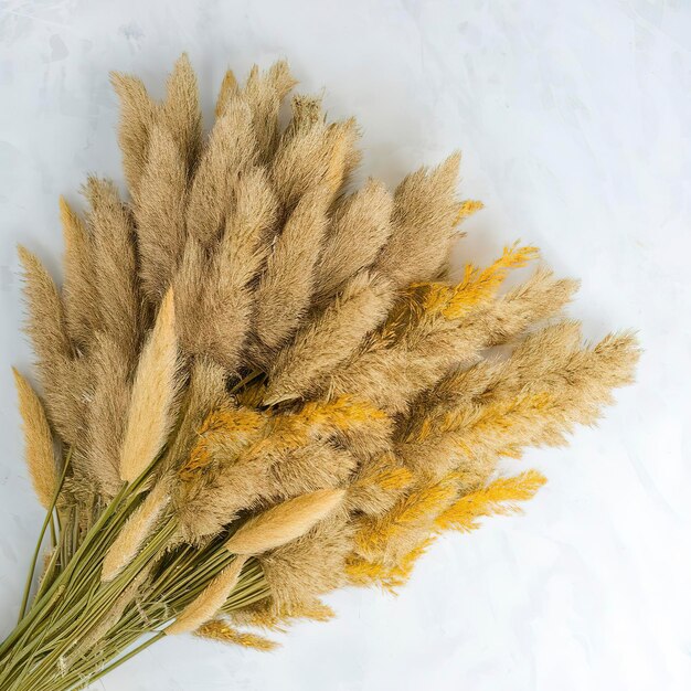 Foto hierba de pampas racimo de orejas secas amarillas poaceae aisladas en fondo blanco