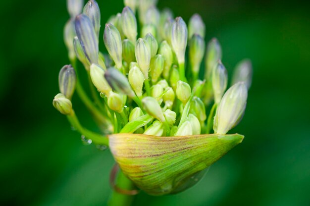 Foto hierba perenne bluebell bloom blueviolet flores