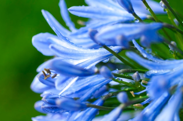 Foto hierba perenne bluebell bloom blueviolet flores