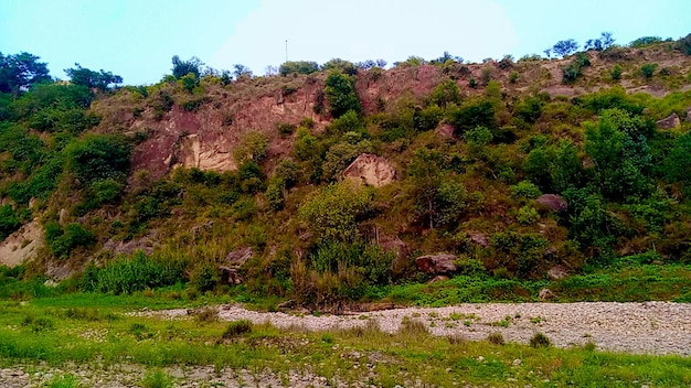 Hierba y plantas junto a las rocas