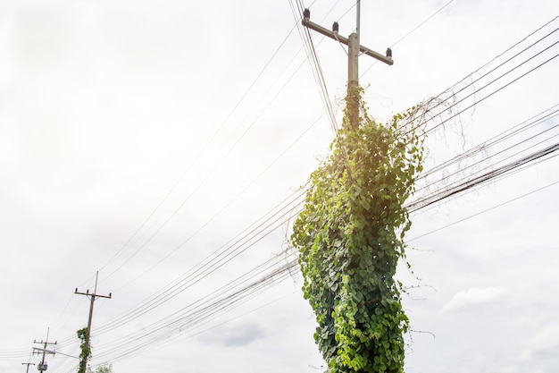 Hierba en postes eléctricos y cables eléctricos potencialmente peligrosos y dañados a la propiedad