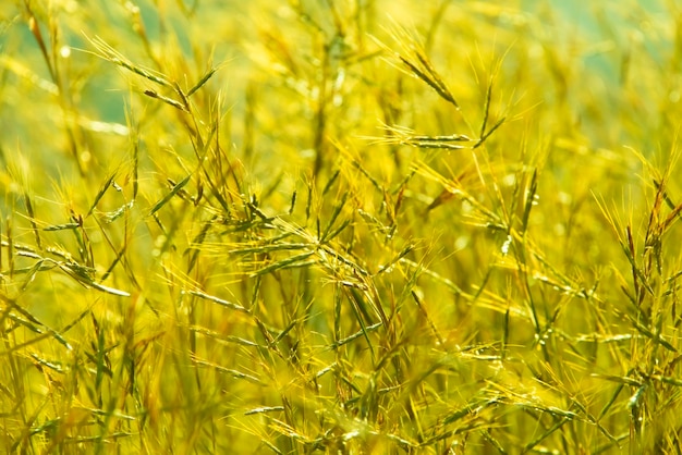 Hierba de pradera al sol de la mañana