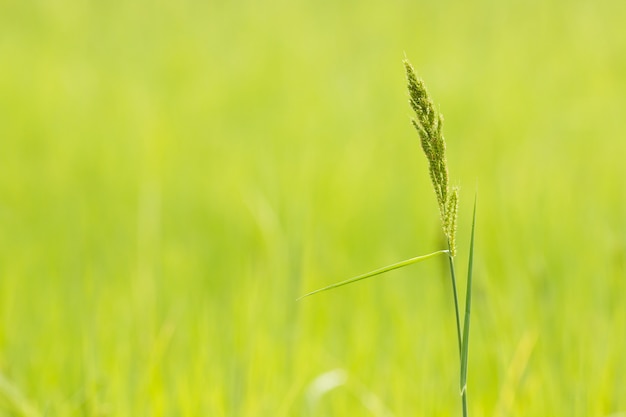 Hierba en prado verde