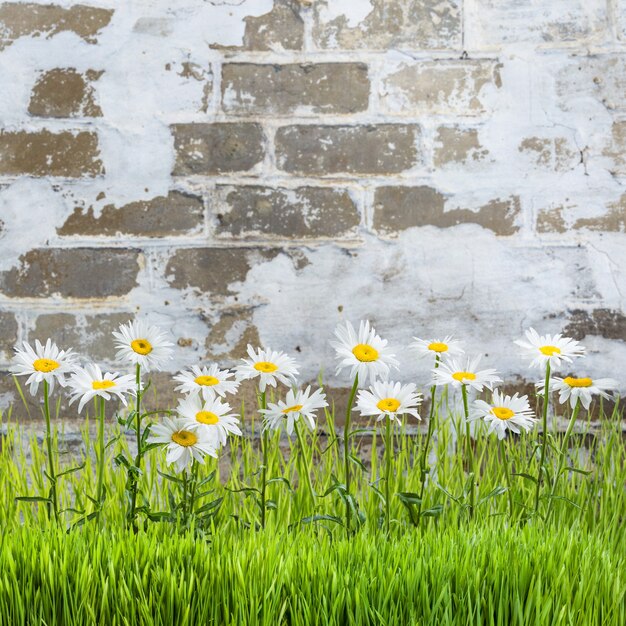 Hierba de primavera y flores en una antigua muralla