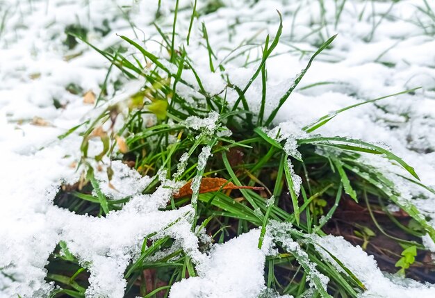 Hierba de primavera en la nieve. Dos temporadas.