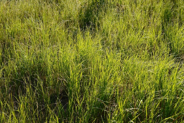 Hierba de primavera verde con gotas de rocío fondo borroso en estilo ecológico con hierba verde