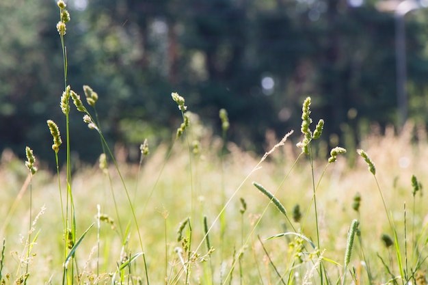 Hierba durante la puesta de sol, colores verdes y amarillos en la naturaleza, primer plano