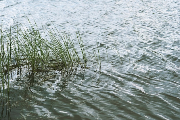 La hierba que crece en el agua del río se balancea con el viento.