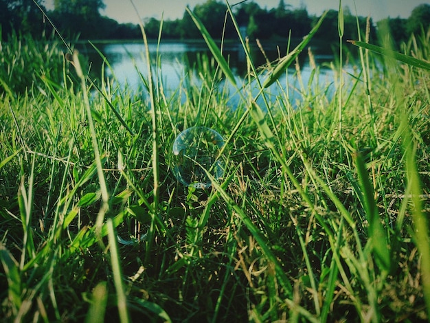 Foto la hierba que crece en el agua