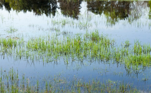 Hierba que crece en el agua