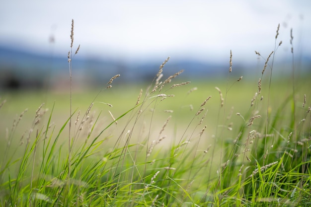 Hierba que crece en un campo en un rancho de ganado