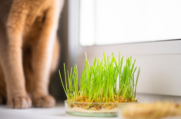 Hierba para la salud del estómago de las mascotas en el alféizar de la ventana El concepto de cuidado de mascotas y nutrición saludable para gatos domésticos Patas de gato lindas en el fondo Enfoque selectivo Copiar espacio
