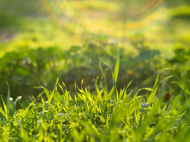 Hierba salvaje verde en el primer plano de la luz del sol