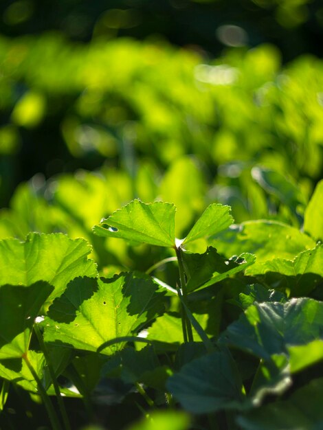 Hierba salvaje verde en el primer plano de la luz del sol