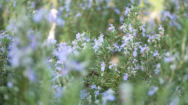 Hierba de salvia de romero. Prado primaveral, verdor de aromática salvia. Primavera lea. Las flores florecen.