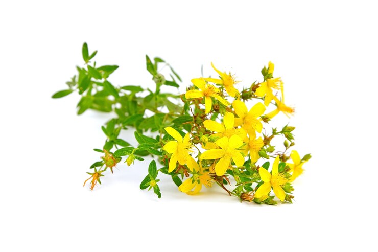 Hierba de San Juan, Hypericum perforatum o tutsan aislado en blanco