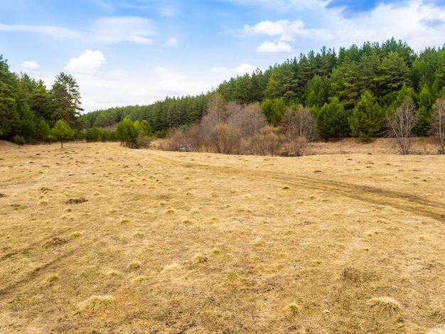 Hierba seca amarilla sobre un fondo de bosque verde y cielo azul brillante.