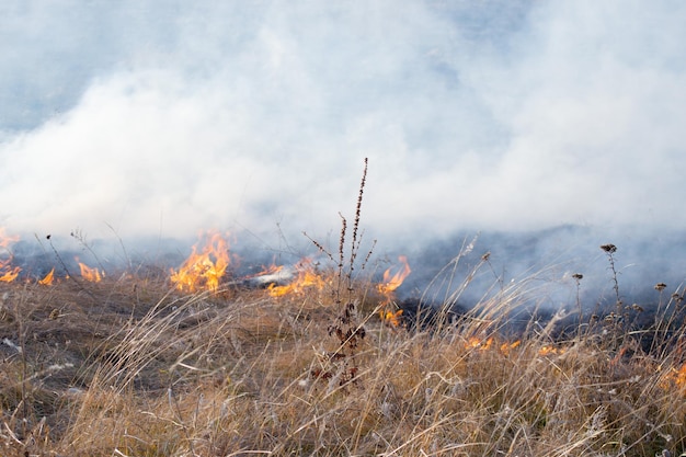 Hierba seca ardiendo en el campo durante el día primer plano quemando hierba seca en el campo llama fuego humo ceniza seca