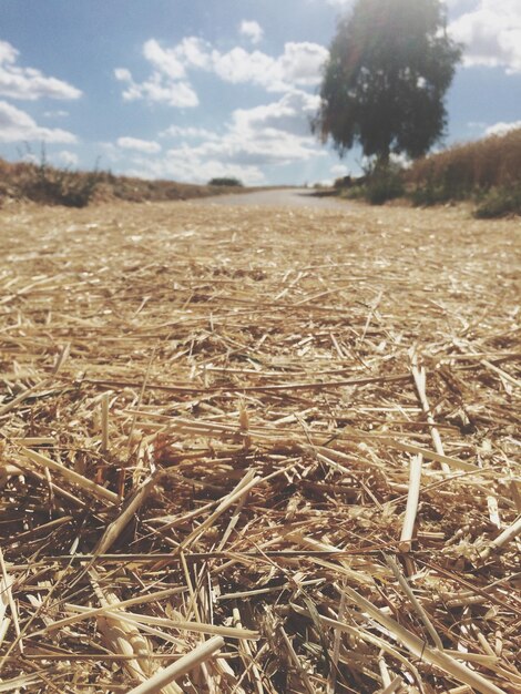 Foto la hierba seca en el campo contra el cielo