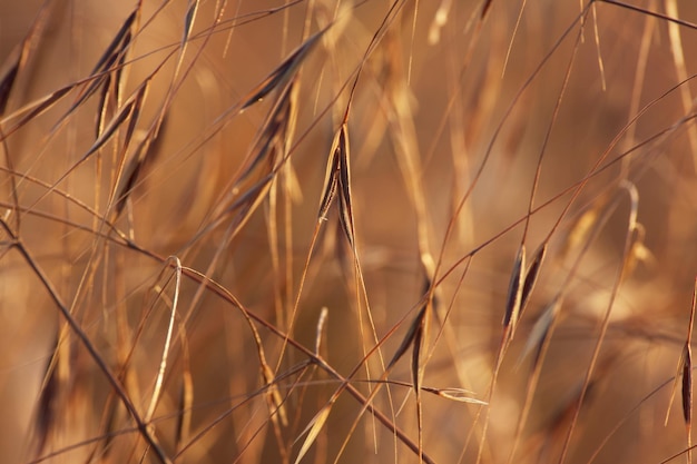 hierba seca en el campo en la hora dorada