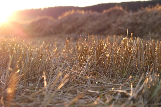 La hierba seca en el campo durante la puesta del sol