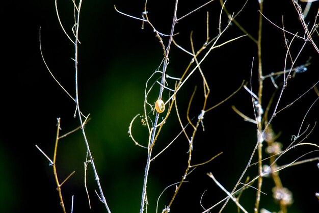 Hierba seca con caracol de campo sobre fondo verde