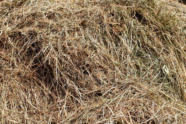 Hierba seca cortada para alimentar al ganado en la granja