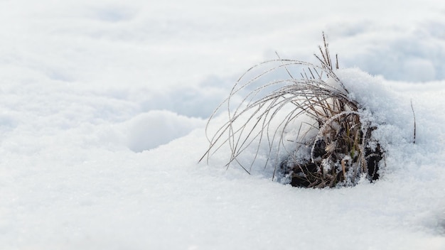 Hierba seca cubierta de nieve esponjosa Clima invernal