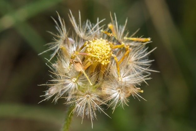 La hierba seca florece macro.