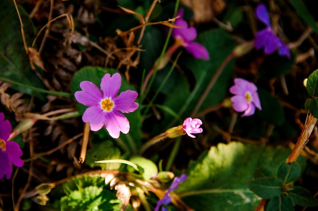 Entre la hierba seca y las hojas verdes crecen pequeñas flores violetas. Concepción de la primavera, nueva vida en la naturaleza.