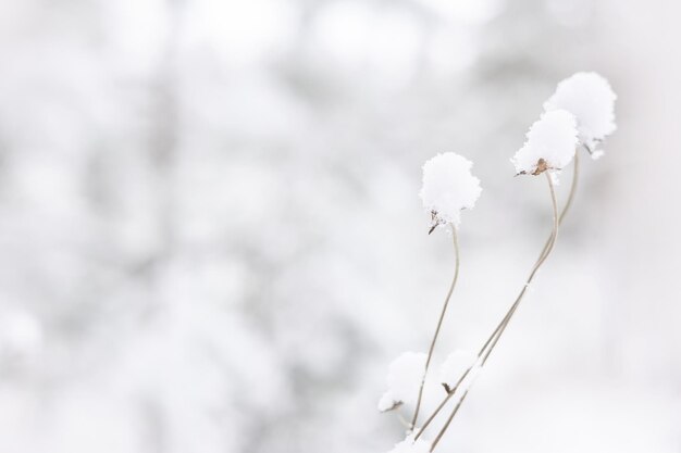 Foto hierba seca con nieve en invierno. fondo blanco natural. caña nevada blanca seca. colores pastel neutros. copia espacio