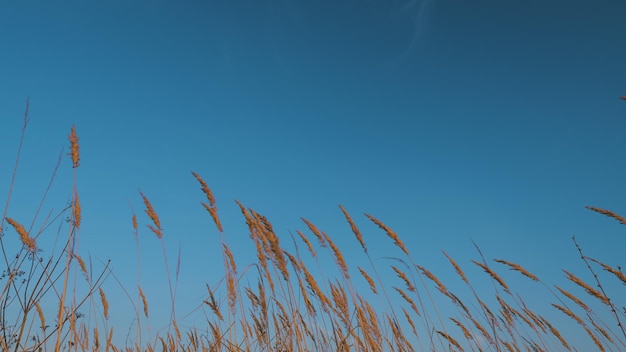 La hierba seca de las pampas al atardecer luz al aire libre fantástico paisaje de atardecer la hierba seca del otoño atardecer vívido