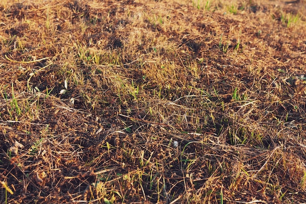 Hierba seca quemada en otoño