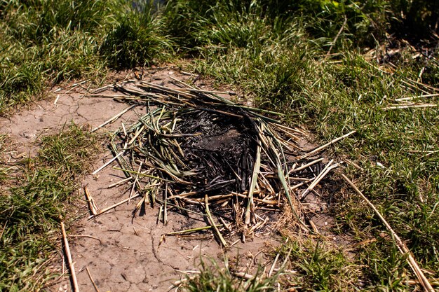 Hierba seca en suelo seco en el bosque