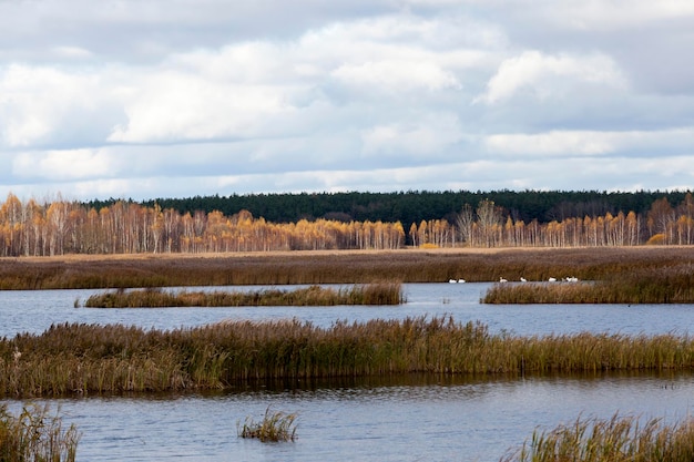 hierba seca en el territorio del lago en la temporada de otoño, hierba seca en otoño nublado en otoño