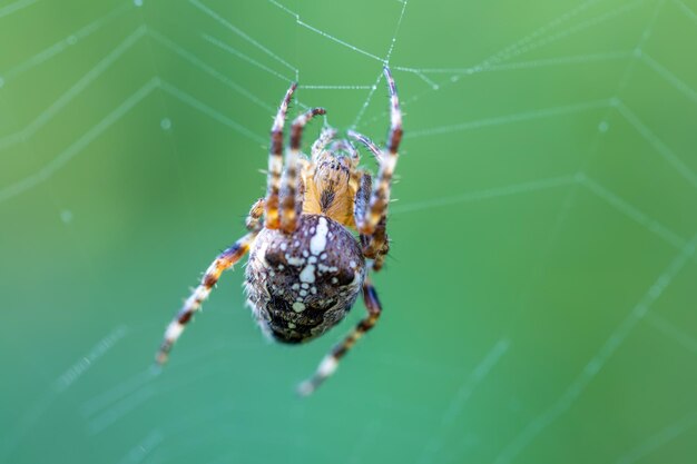 Foto hierba sentada de la araña cruzada común