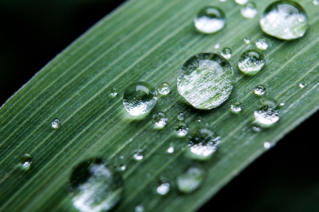 Hierba en temporada de lluvias Vea gotas de agua clara.