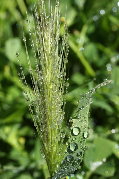 Hierba de trigo verde fresca con gotas de rocío